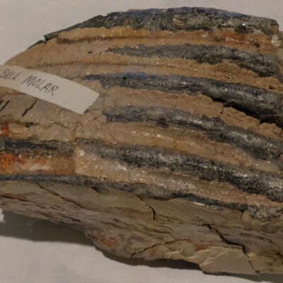 Mammoth bull molar