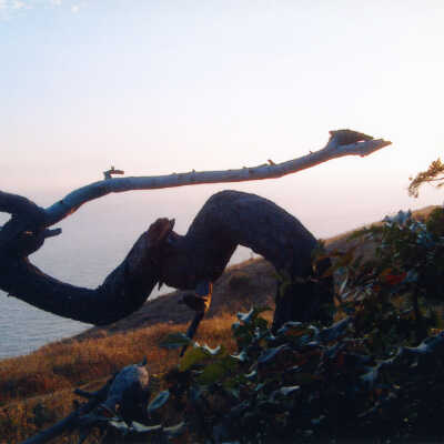 Photograph
