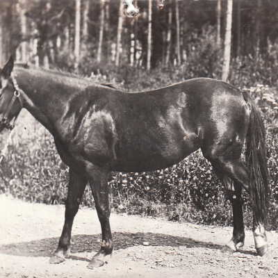 Postcard, Photographic