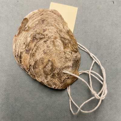 Shell