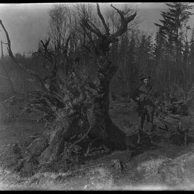 Man by big tree stump: Origsize: 4x5; Origformat: Negative