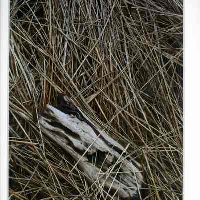 February's Stilled Lives