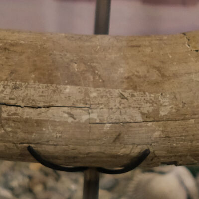 Mammoth Tusk segment