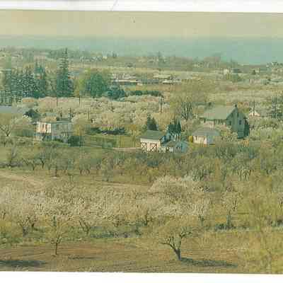 Fruit Blossoms In Grimsby - The Heart Of The Niagara Penisula