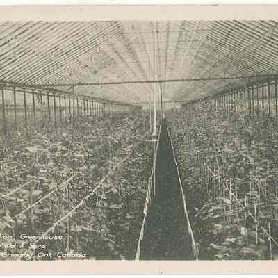 M. Ofield & Sons Greenhouse - a selection of roses