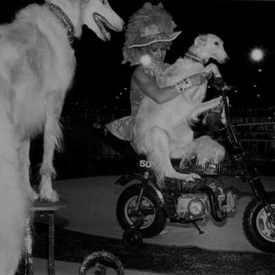 Reno, Nevada (Fancy Dogs and Woman on Scooter)