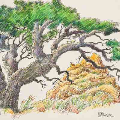 Ancient Oak