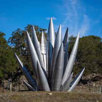 Yucca