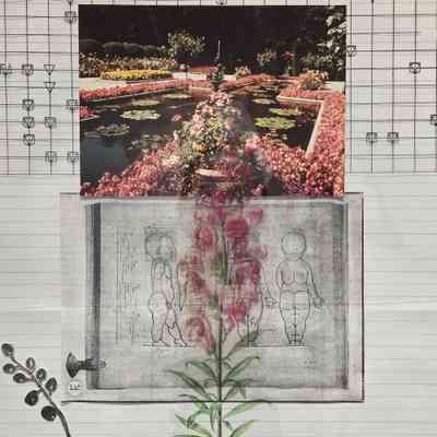 Antirrhinum
