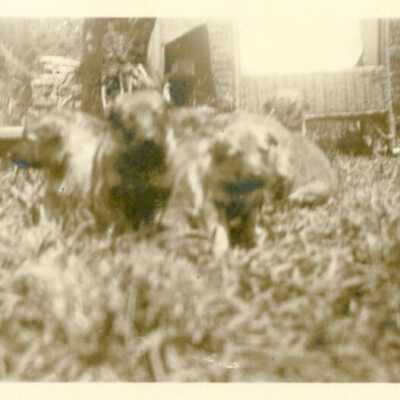 Photograph