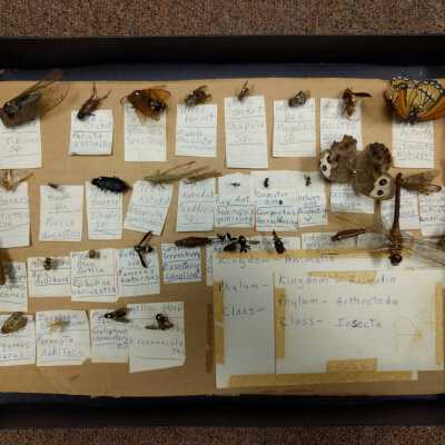 Insects