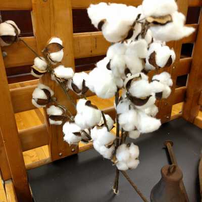 Cotton