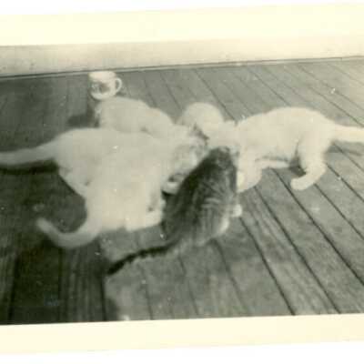 Photograph