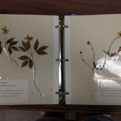 Flora, Pressed