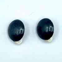 Pair of clip-on earrings with black domed fronts