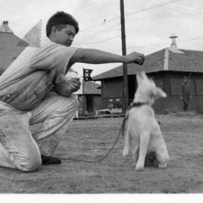 Dog Midge