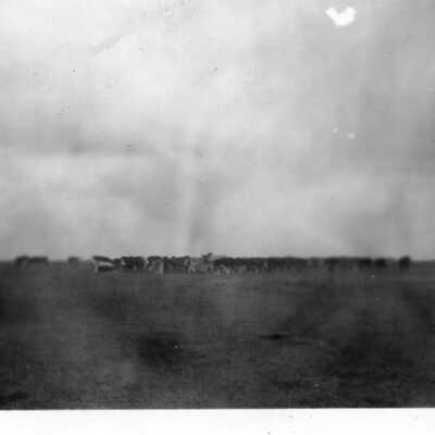Camp View Cattle