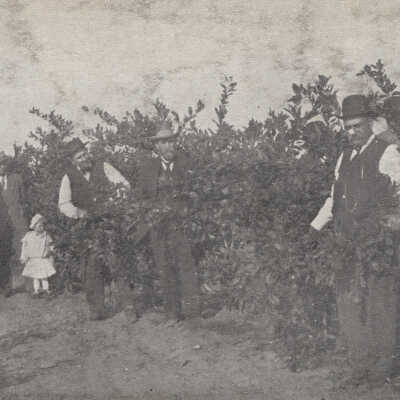 Orange Grove