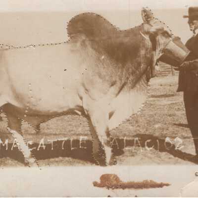 Brhma Cattle, Palacios, Tex.