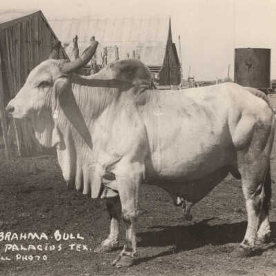 Brahma Bull