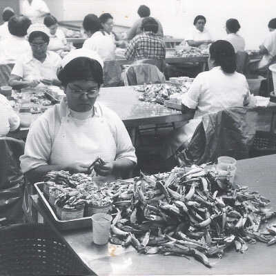 Crab Meat Sorting