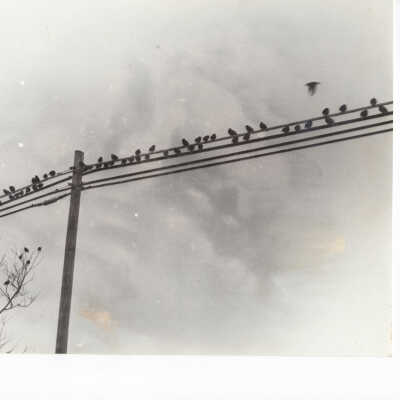 Birds on Power Lines
