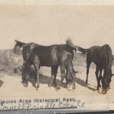 Horses