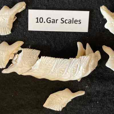 Gar Scales