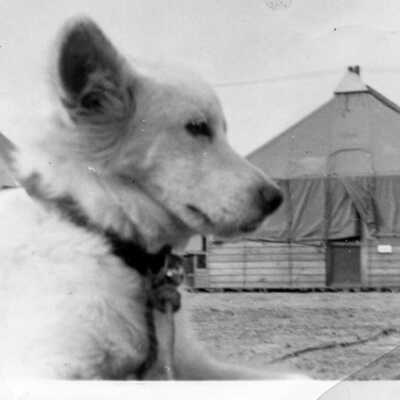 Dog Midge