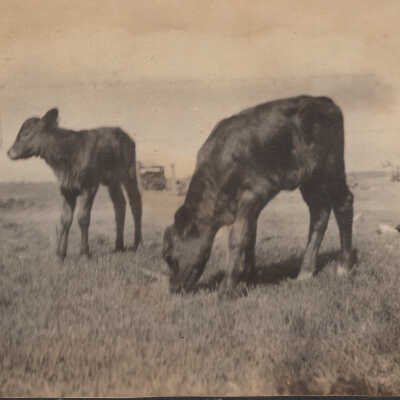 Cows