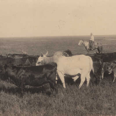 Cattle Grazing