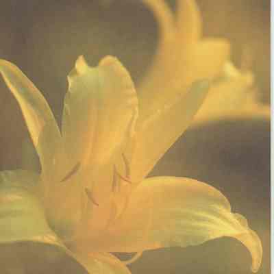 Christ the Lord is risen today
