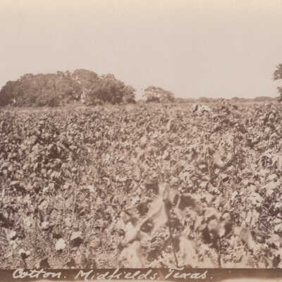 Cotton Field