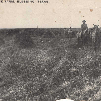 Campbell's Rice Farm Postcard