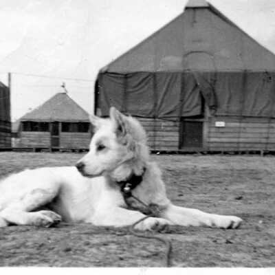 Dog Midge