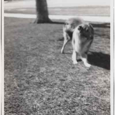 Dog