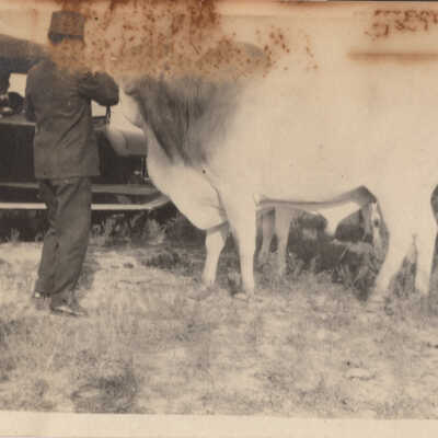 Cows