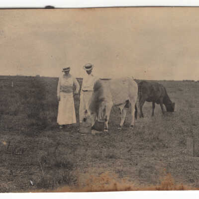 Cows grazing