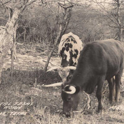 The Real Texas Longhorn