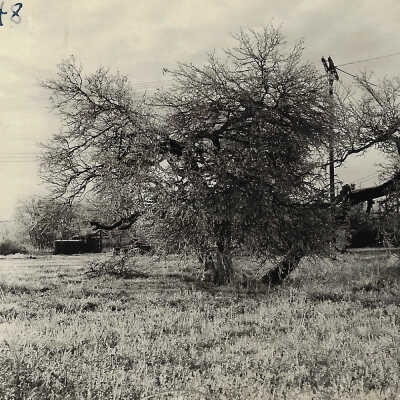 Palacios Postcard, 1948