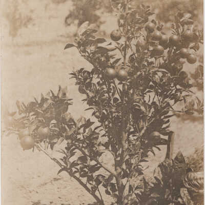 Orange Tree