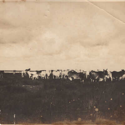John T. Price's Herd