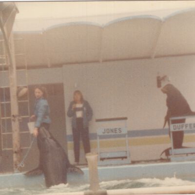 Dolphin