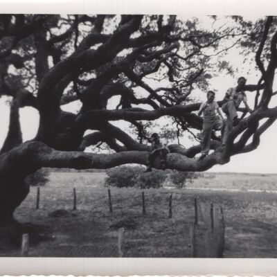 Photograph