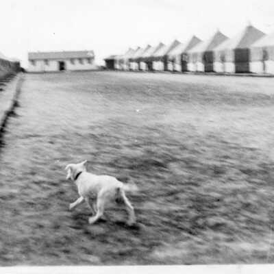 Camp Dog Midge