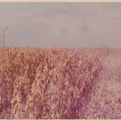 Soybeans