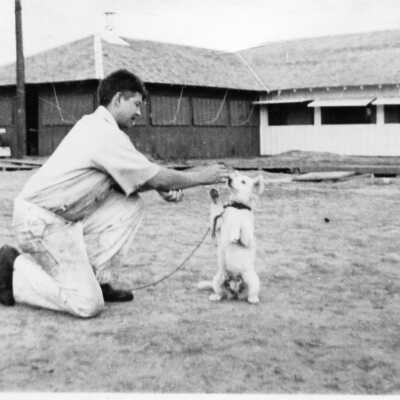 Camp Dog Midge