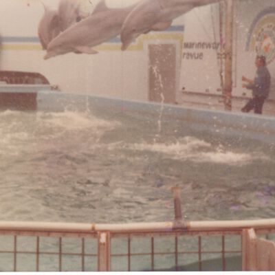 Dolphin