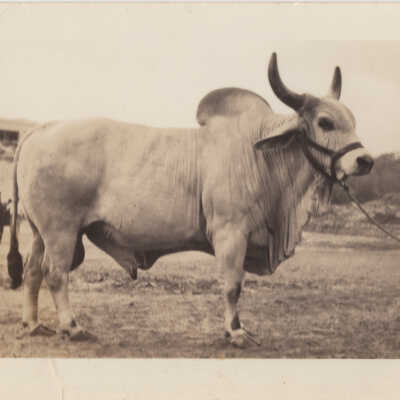 Brahma