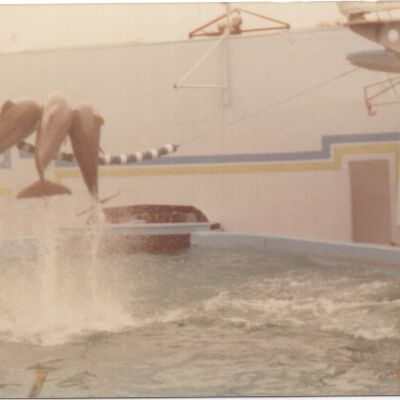 Dolphin Show